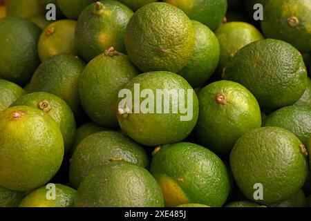 Frische grüne Limettenfrüchte am Marktstand Stockfoto