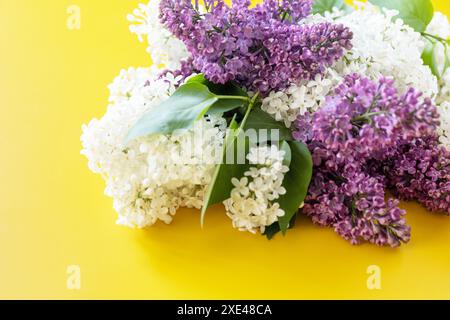 Lila und weiße Blüten auf gelbem Hintergrund. Stockfoto