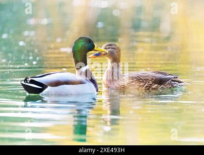 Paar Mallard Enten ruhen in einem Herbst-Teich Stockfoto