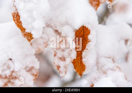 Winterwanderung rund um den Oderteich Bilder aus dem winterlichen Nationalpark Harz Niedersachsen Stockfoto