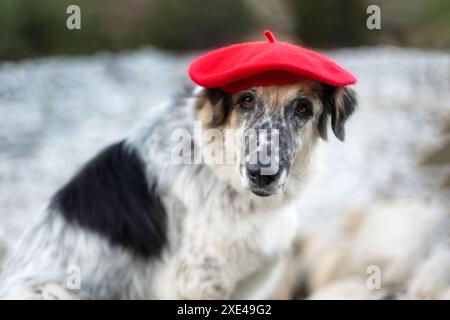 Großer Hund im hellroten Baskenmütze Porträt Nahaufnahme Stockfoto