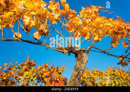 Herbstweine, Weingartkapelle im Neckenmarkt, Blaufraenkischland, Bezirk Oberpullendorf, Burgenland, Österreich Stockfoto