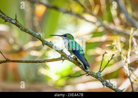 Gekrönte Waldnymphe (Thalurania colombica) weiblicher Kolibris. Minca Sierra Nevada de Santa Marta. Vogelbeobachtung in Colomb Stockfoto