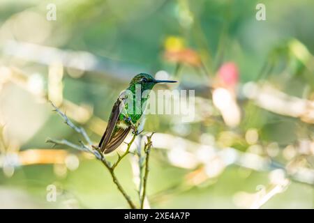 Westlicher Smaragd (Chlorostilbon melanorhynchus) Kolibri. Minca, Sierra Nevada de Santa Marta. Vogelbeobachtung in Colomb Stockfoto