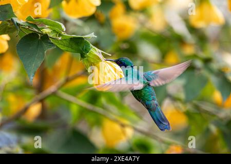 Funkelnder Violetear (Colibri Coruscans) Kolibri. Abteilung Quindio. Tierwelt und Vogelbeobachtung in Kolumbien Stockfoto