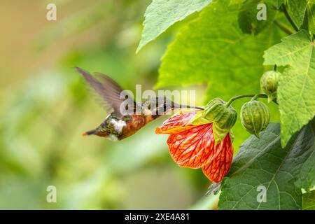 Weißbauchholzstern (Chaetocercus mulsant) Kolibri. Valle Del Cocora, Quindio. Tierwelt und Vogelbeobachtung in Kolumbien. Stockfoto