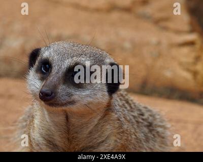 Wunderbarer, aufmerksamer Meerkat mit scharfen Augen in außergewöhnlicher Schönheit. Stockfoto