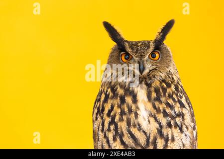 Eule-Nahaufnahme, die in die Kamera schaut. Ein Tier, niemand, Konzept für Wildnis und Wildtiere. Stockfoto