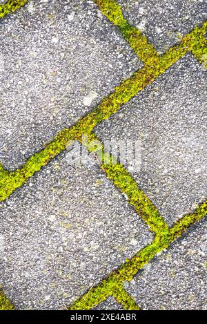 Graue Pflastersteine mit grün bewachsenen Gelenken - Muster und Hintergrund Stockfoto