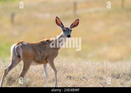 Prairie Deer Saskatchewan Stockfoto
