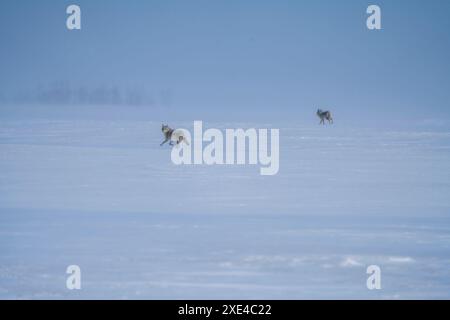 Prairie Coyote Kanada Stockfoto