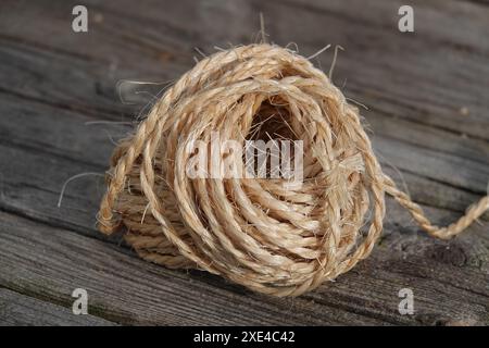 Agavensisalana, Sisal-Agave, Sisal Stockfoto