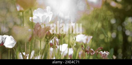 Tulpen, Garten, Licht Traurigkeit Konzept Banner Stockfoto