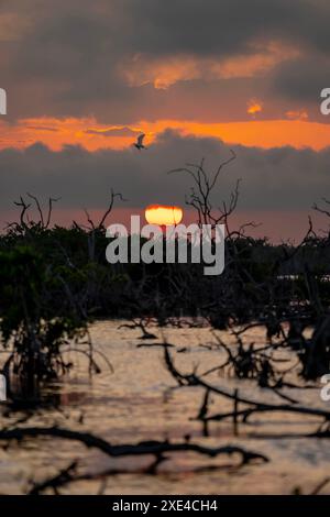 Yucatan Twilight Spektakel: Sonnenuntergang über Mangrove Marsh an einem perfekten wolkenlosen Tag Stockfoto