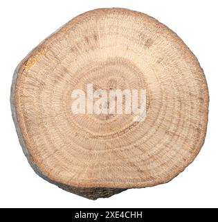 Holzschnittquerschnitt isoliert auf weißem Hintergrund Stockfoto