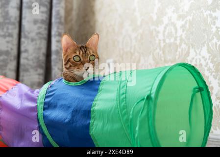 Bengalische Katze in einem mehrfarbigen Katzentunnel. Stockfoto