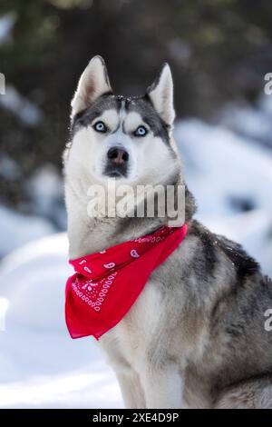Husky-Hund mit rotem Schal, der in Schnee sitzt Stockfoto