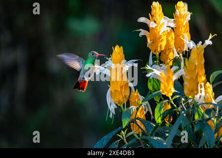 Gekrönte Waldnymphe (Thalurania colombica) weiblicher Kolibris. Minca Sierra Nevada de Santa Marta. Vogelbeobachtung in Colomb Stockfoto