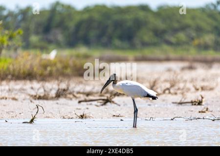 Holz-Storch (Mycteria Americana) Stockfoto