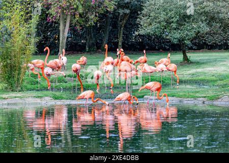 Amerikanischer Flamingo (Phoenicopterus ruber), große Flamingoarten. Bioparque Wakata. Tierwelt und Vogelbeobachtung in Kolumbien Stockfoto