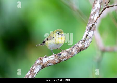 Tennessee Seebrücker (Leiothlypis peregrina), Minca, Sierra Nevada de Santa Marta. Tierwelt und Vogelbeobachtung in Kolumbien. Stockfoto