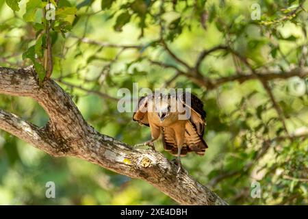 Gelbköpfige Caracara (Milvago chimachima), Departement Cesar, Tierwelt und Vogelbeobachtung in Kolumbien Stockfoto