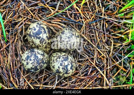 Ein Schwarzflügelnest (Himantopus himantopus) Stockfoto