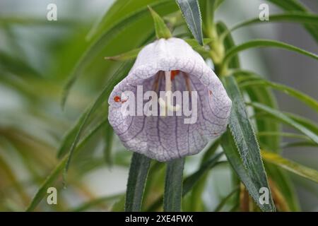 Nesocodon mauritianus, Mauritius Glockenblume, Mauritius Glockenblume Stockfoto