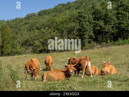 Herde blonder d'aquitaine Kühe Stockfoto