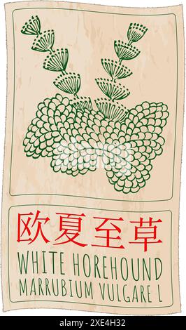 Vektorzeichnung WEISSER ANDORN auf Chinesisch. Handgezeichnete Abbildung. Der lateinische Name ist MARRUBIUM VULGARE L. Stock Vektor