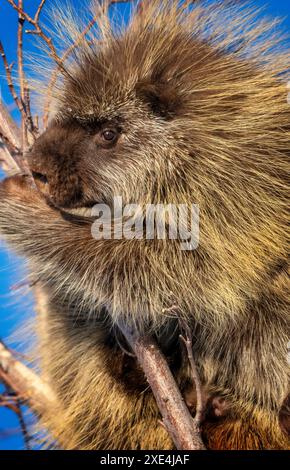 Stachelschwein Nahaufnahme Stockfoto