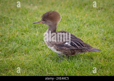 Eine Nahaufnahme eines weiblichen Mergansers mit Kapuze, Lophodytes cucullatus. Sie steht auf dem Gras und der grüne Hintergrund hat Platz für Text Stockfoto