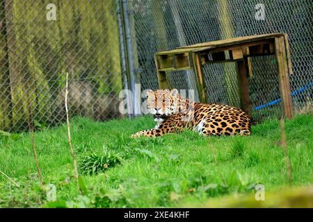 Der Zoo Dartmoor engagiert sich für Bildung, Erhaltung und ein Programm für gefährdete Arten Stockfoto