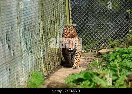 Der Zoo Dartmoor engagiert sich für Bildung, Erhaltung und ein Programm für gefährdete Arten Stockfoto