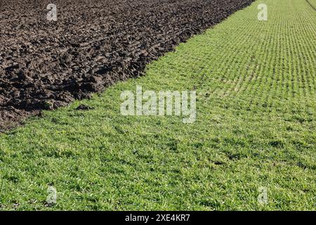 Triticum aestivum, Winterweizen, Weizen im Winter Stockfoto