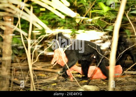 Ein Sulawesi-Schwarzhaubenmakaken (Macaca nigra) transportiert Plastikabfälle, wie er im Tangkoko-Wald im Norden von Sulawesi, Indonesien, auf der Suche ist. Stockfoto