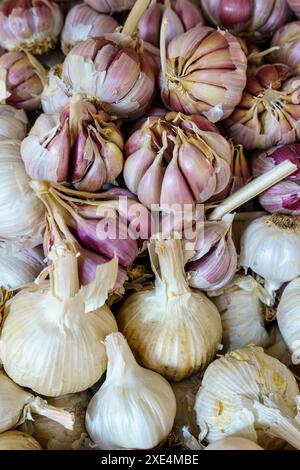 Knoblauchköpfe auf dem Markt Stockfoto