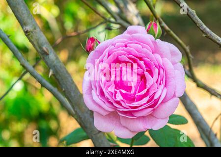 Nahaufnahme der wunderschönen blühenden rosa Rosenblume. Stockfoto