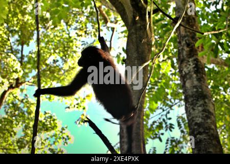 Ein Haubenmakaken (Macaca nigra) ist vor hellem Hintergrund gehalten, da er an einer Lianenrebe im Tangkoko Nature Reserve in Indonesien festhält. Stockfoto