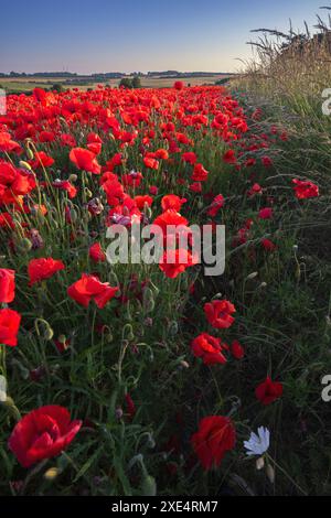 Ein Feldrand bei Sonnenuntergang von Common Poppies Papaver rhoeas North West Norfolk, Kings Lynn, UK Stockfoto