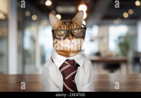 Bengalische Katze mit Brille, weißem Hemd und Krawatte im Büro. Stockfoto