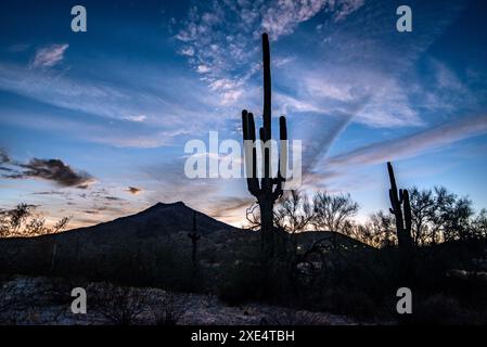 Arizona-Wüste bei Sonnenuntergang mit Saguaro-Kakteen in der Sonora-Wüste bei Phoenix Stockfoto