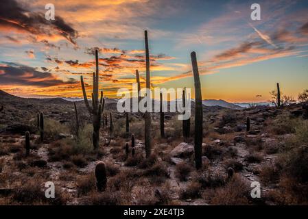 Arizona-Wüste bei Sonnenuntergang mit Saguaro-Kakteen in der Sonora-Wüste bei Phoenix Stockfoto