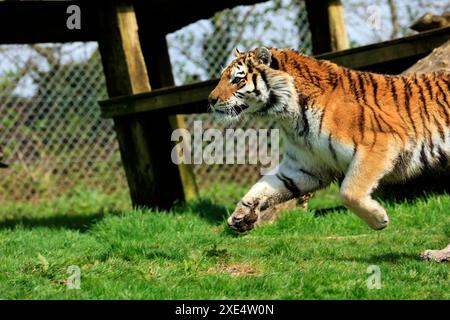 Der Zoo Dartmoor engagiert sich für Bildung, Erhaltung und ein Programm für gefährdete Arten Stockfoto