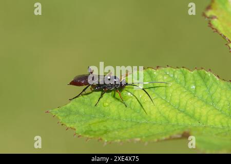 Weibliche Hoplismenus bidentatus oder der sehr ähnliche Hoplismenus bispinatorius. Familie Ichneumonidae, Ichneumonidae. Auf Dornless brombeerblatt. Stockfoto