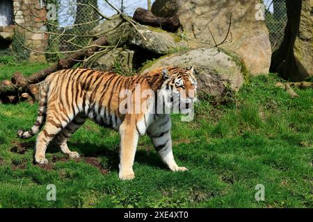 Der Zoo Dartmoor engagiert sich für Bildung, Erhaltung und ein Programm für gefährdete Arten Stockfoto