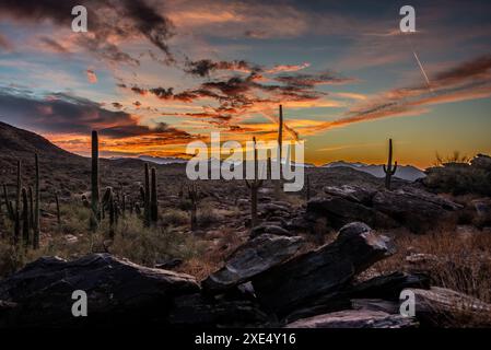 Arizona-Wüste bei Sonnenuntergang mit Saguaro-Kakteen in der Sonora-Wüste bei Phoenix Stockfoto