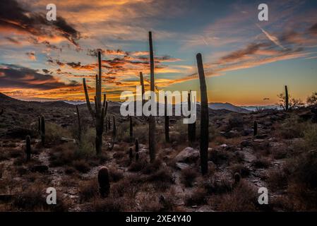 Arizona-Wüste bei Sonnenuntergang mit Saguaro-Kakteen in der Sonora-Wüste bei Phoenix Stockfoto