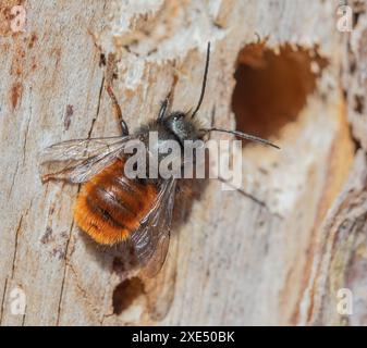 Horn-Maurer-Biene „Osmia cornuta“ Stockfoto