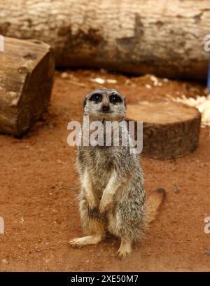 Der Zoo Dartmoor engagiert sich für Bildung, Erhaltung und ein Programm für gefährdete Arten Stockfoto